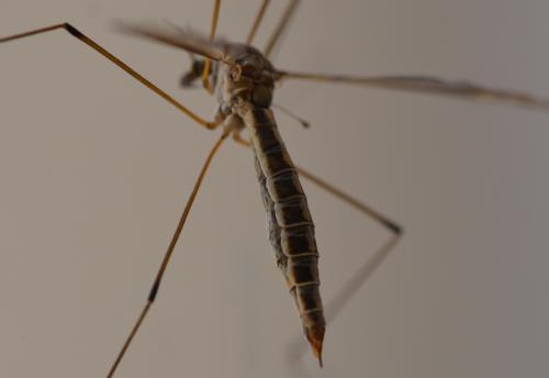 Réf. 308 418 : Tipula lateralis
